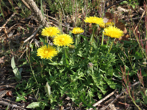 Taraxacum officinale