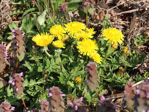 Taraxacum officinale