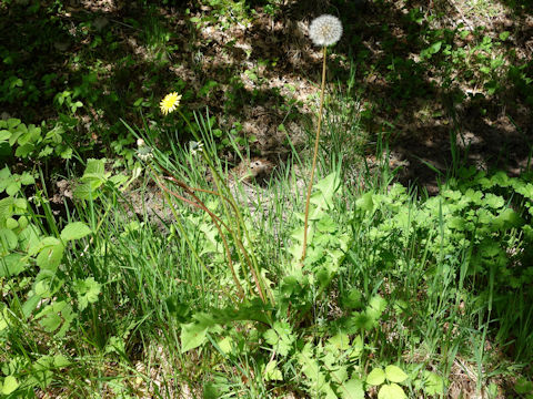 Taraxacum officinale