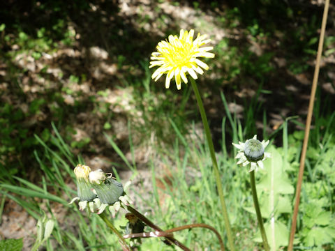 Taraxacum officinale