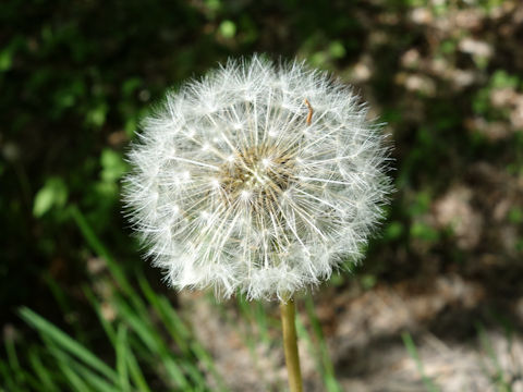 Taraxacum officinale