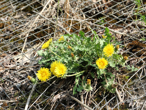 Taraxacum officinale