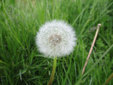 Taraxacum officinale