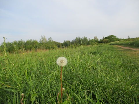 Taraxacum officinale