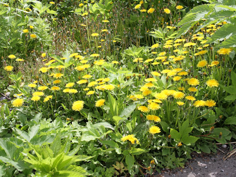 Taraxacum officinale