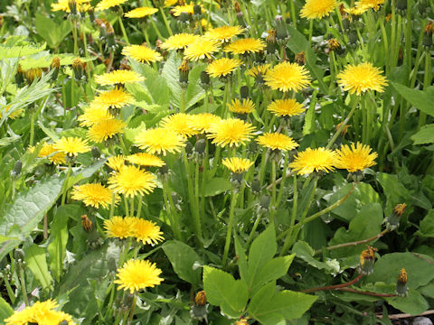 Taraxacum officinale