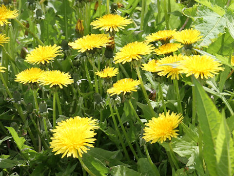 Taraxacum officinale