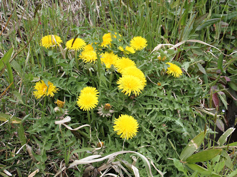 Taraxacum officinale