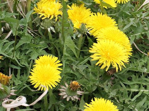 Taraxacum officinale