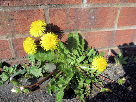 Taraxacum officinale