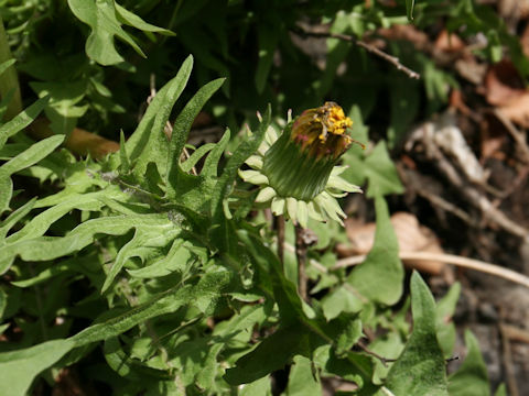 Taraxacum officinale