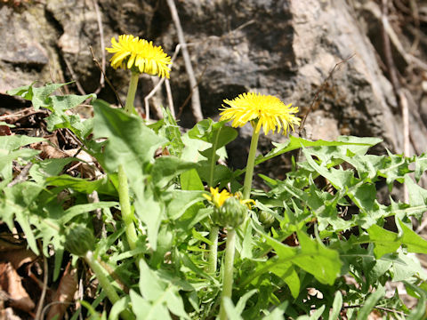 Taraxacum officinale