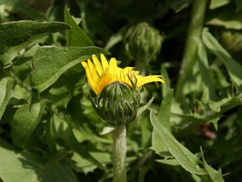 Taraxacum officinale