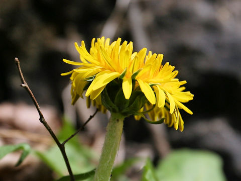 Taraxacum officinale