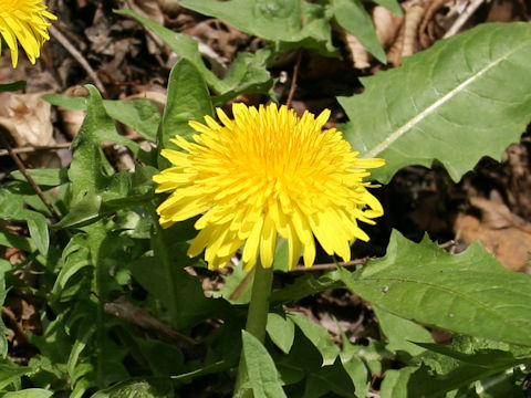 Taraxacum officinale