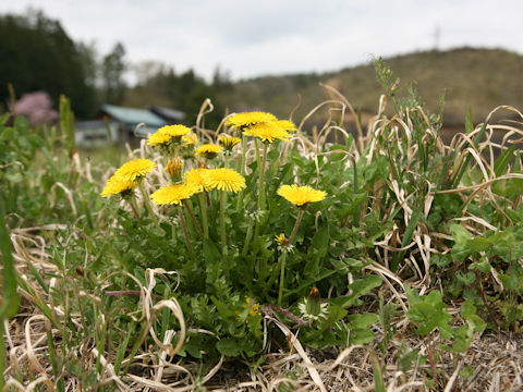 Taraxacum officinale