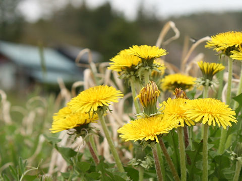 Taraxacum officinale