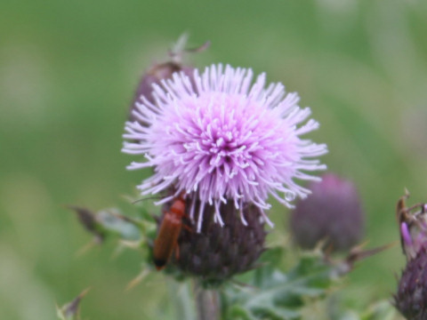 セイヨウトゲアザミ Cirsium Arvense