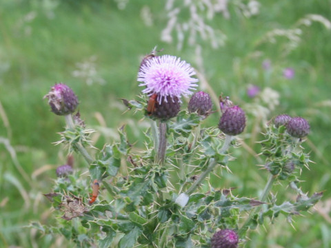 セイヨウトゲアザミ Cirsium Arvense