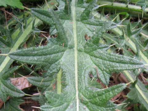 セイヨウトゲアザミ Cirsium Arvense