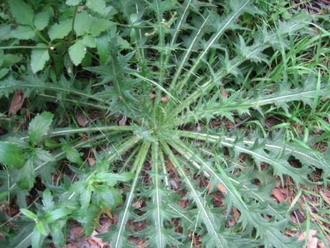 セイヨウトゲアザミ Cirsium Arvense