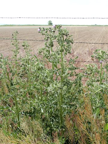 Cirsium arvense