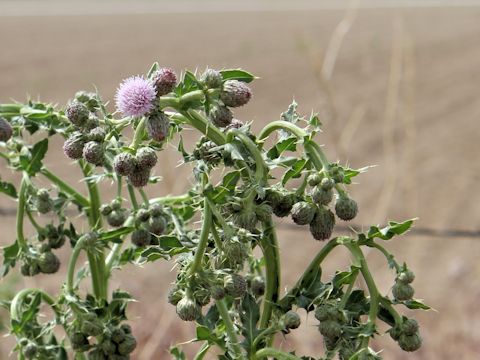 Cirsium arvense