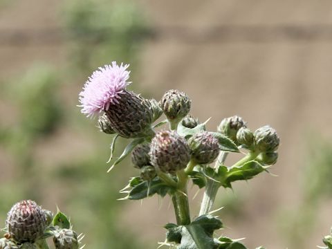 Cirsium arvense