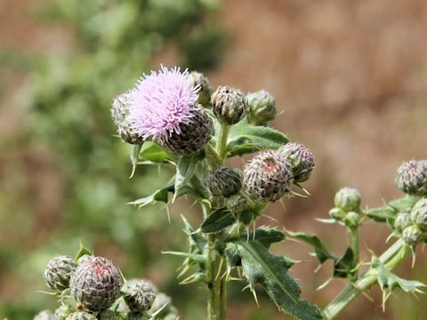 Cirsium arvense