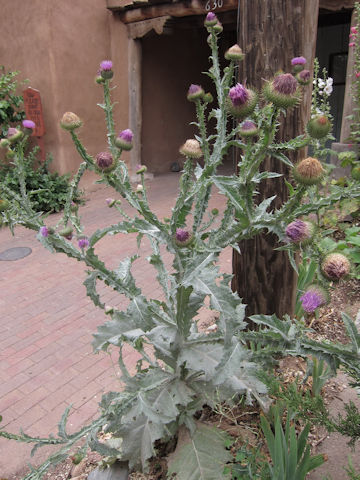 Cirsium arvense