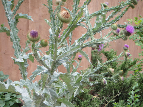 Cirsium arvense