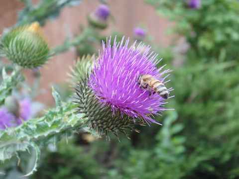 セイヨウトゲアザミ Cirsium Arvense