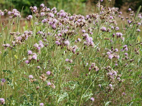 Cirsium arvense