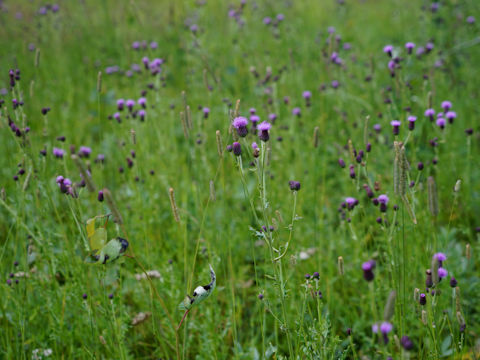 Cirsium arvense