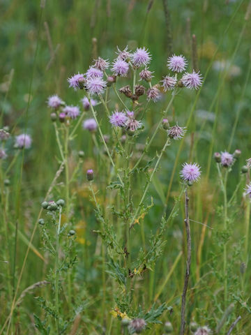 Cirsium arvense