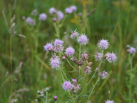 Cirsium arvense