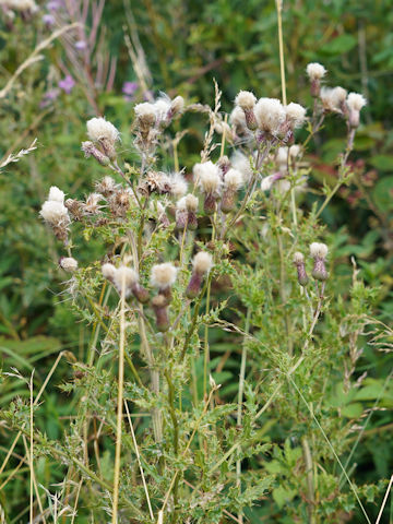 Cirsium arvense