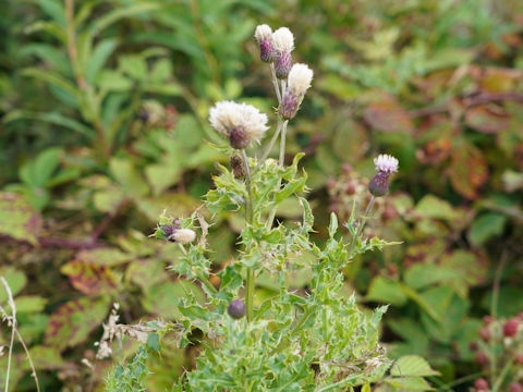 Cirsium arvense