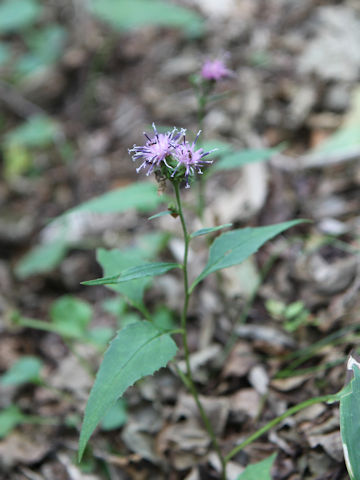 Saussurea nipponica ssp. sendaica