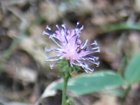 Saussurea nipponica ssp. sendaica