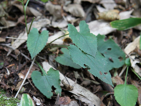 Saussurea nipponica ssp. sendaica