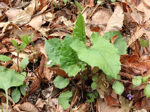 Saussurea nipponica ssp. sendaica