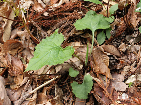 Saussurea nipponica ssp. sendaica