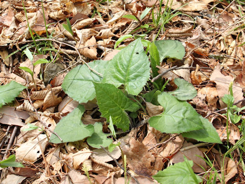 Saussurea nipponica ssp. sendaica