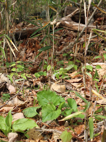 Saussurea nipponica ssp. sendaica