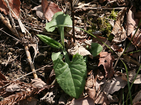 Saussurea nipponica ssp. sendaica