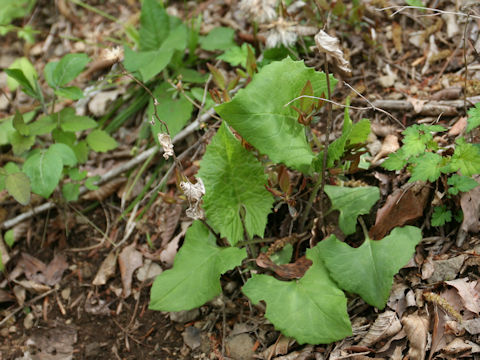 Saussurea nipponica ssp. sendaica