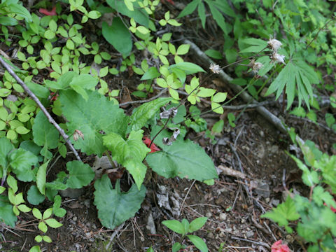 Saussurea nipponica ssp. sendaica