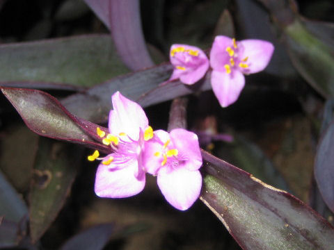 Setcreasea pallida cv. Purple Heart