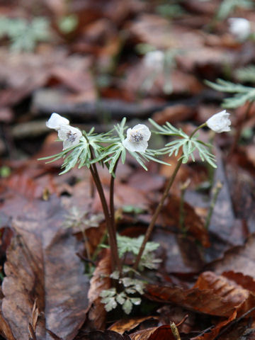 Shibateranthis pinnatifida